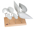 Set per esperimenti su resistenza e spinta statica dei corpi.